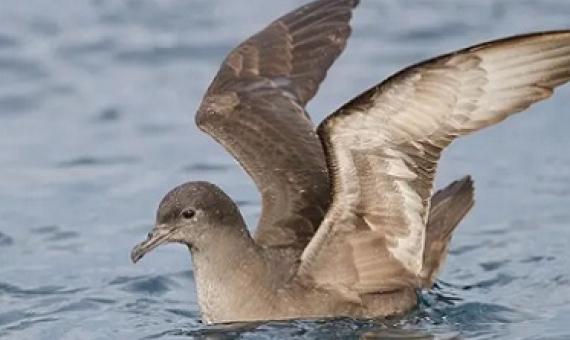 The short-tailed shearwater, also known as the muttonbird in Australia, migrates 15,000km from Alaska to Australia and back, but many are feared to have failed to make the journey this year. Photograph: John Harrison/Wikipedia