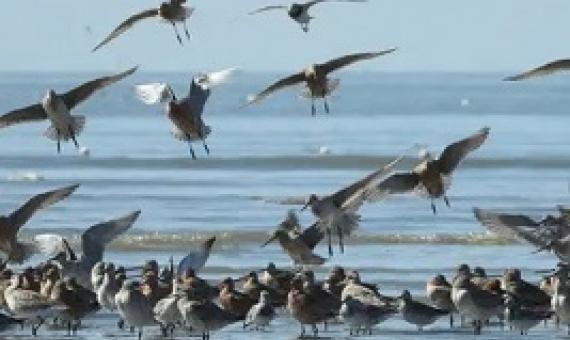 Migrating shorebirds, such as bar-tailed godwits, tend to gather in high concentrations to rest and feed as they make their long migrations, making them easy to hunt. Photograph: Ding Li Yong/BirdLife International