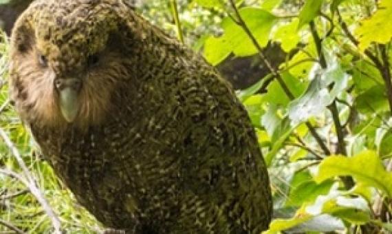 Kākāpo could live in a proposed eco-sanctuary in Wellington. Pictured: Ruapuke survived hatching from a crushed egg and is now living on Whenua Hou/Codfish Island. (File photo)