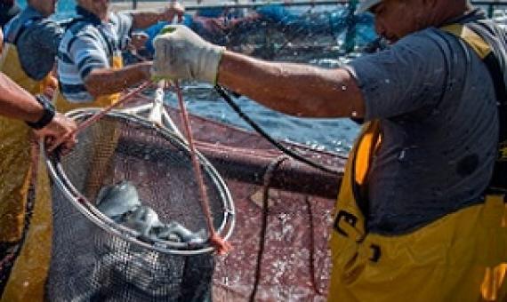 Boost for fish farms as ocean fish stocks affected by climate change.Credit: Fadel Senna/AFP/Getty