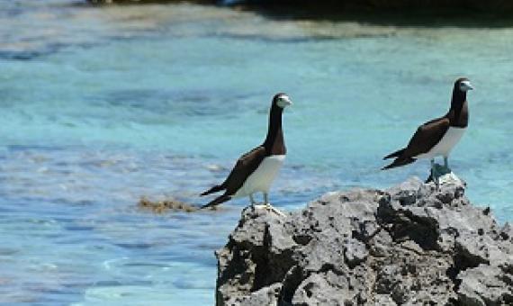 Seabirds provide vital nutrients for the nearshore marine environment through deposition of guano. Credit: Tetiaroa Society
