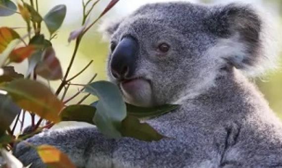 A young koala at Port Macquarie koala hospital. Scientists want a ‘biodiversity Bom’, warning current information systems on Australia’s unique flora and fauna are ‘broken’. Photograph: Lisa Maree Williams/Getty Images