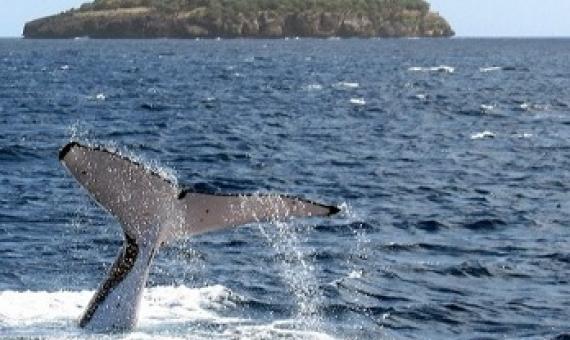 This photograph taken on August 4, 2008 shows a humpback whale diving near the island of Vava'u in Tonga. Photo: DAVID BROOKS / AFP