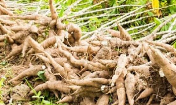 traditional root crops. Source - 123RF