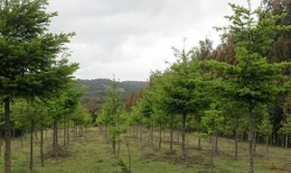 Recently planted pine plantation on Chiloe Island, Chile. Credit: Robert Heilmayr