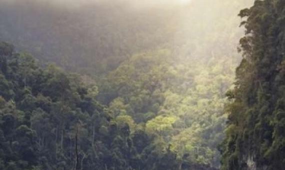 Shedding light on how much carbon tropical forests can absorb