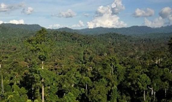 Tropical Rainforest, Borneo. Credit - Mongabay.com