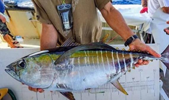 A bigeye tuna with an archival tag inserted into its abdomen is about to be released during SPC’s 2020 tuna tagging cruise. Photo: SPC.