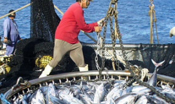 Tuna hauled aboard the fishing vessel Dolores. The tuna trade in the Pacific Ocean is worth more than US$6 billion a year. Siosifa Fukofuka (SPC), Author provided.