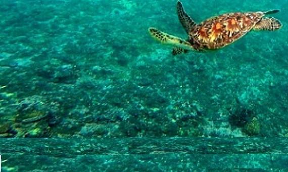 Sea turtle diving on reef, Nauru. Credit - SPREP