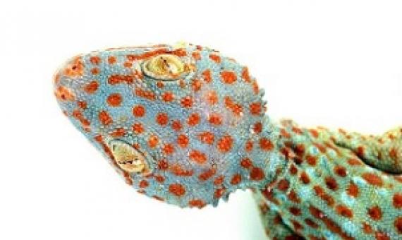The Tokay gecko is a species native to Southeast Asia, where a large percentage of traded reptiles come from (Auscape/Universal Images Group via Getty Images)