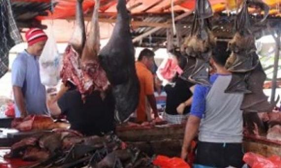 Dead bats for sale hang in an Indonesian market. Credit: UC Davis