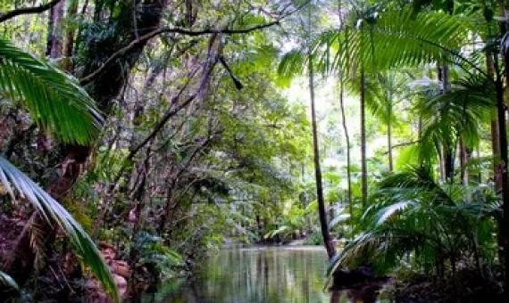 The Wet Tropics Management Authority warns climate change is likely to result in ‘substantial ecological change’ in north Queensland. Photograph: Maria Grazia Casella/Alamy Stock Photo