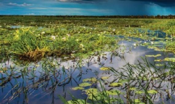 Yellow Water Wetlands, Kakadu National Park. Credit - Michael Douglas