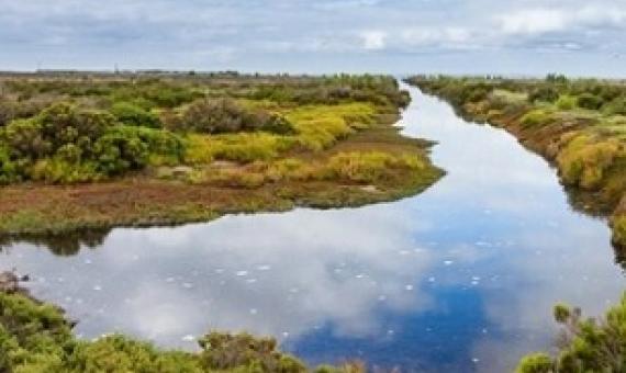 Areas of wetlands around the globe are under threat due to sea level rises caused by climate change. Credit: Shutterstock
