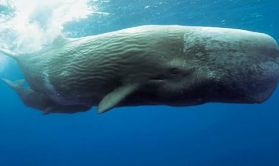 Japan has passed a law to financially support commercial whaling Photo credit: Getty Images
