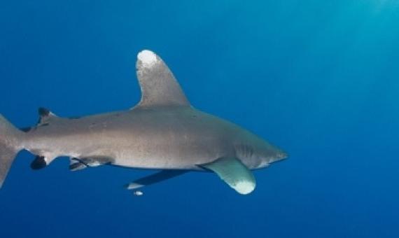 Oceanic white tip shark. source - https://www.oceanographicmagazine.com/