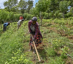 Tea pickers in Sri Lanka remove weeds from an organic tea plantation. Credit: Ishara S. Kodikara/AFP via Getty