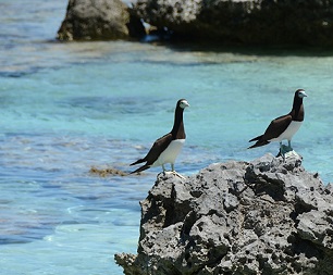 Seabirds provide vital nutrients for the nearshore marine environment through deposition of guano. Credit: Tetiaroa Society