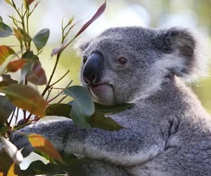 A young koala at Port Macquarie koala hospital. Scientists want a ‘biodiversity Bom’, warning current information systems on Australia’s unique flora and fauna are ‘broken’. Photograph: Lisa Maree Williams/Getty Images