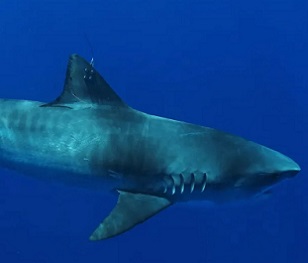 tiger shark. Credit - https://www.kitv.com/