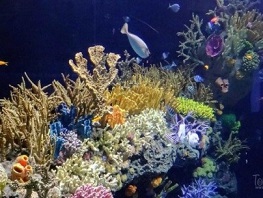 A coral reef in Indonesia. Coral reefs—especially Australia’s Great Barrier Reef—have proven to be very sensitive to climate change. (Photo: HereIsTom on VisualHunt.com / CC BY-NC-ND)