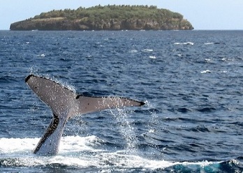 This photograph taken on August 4, 2008 shows a humpback whale diving near the island of Vava'u in Tonga. Photo: DAVID BROOKS / AFP