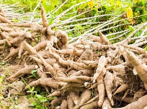 traditional root crops. Source - 123RF