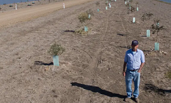 John Mailler at his tree-planting project around the Moree water park. Photograph: Mike Bowers/The Guardian