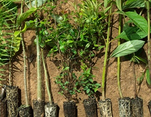 Without planting more trees in the tropics, we can’t fix the climate. Credit - www.mongabay.com