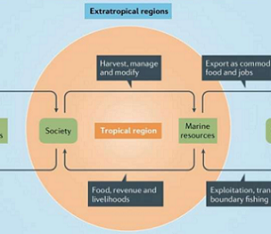 These linkages enable the flow of benefits, including food, livelihoods and government revenue, from tropical fisheries to extratropical locations. Fish from the tropics sold in temperate-zone markets provides jobs and revenue to tropical nations. That flow of benefits is threatened by the larger impact of climate change on tropical fishery systems. EEZs, exclusive economic zones. Credit: Lam et al, Nature Reviews Earth & Environment