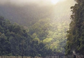 Shedding light on how much carbon tropical forests can absorb