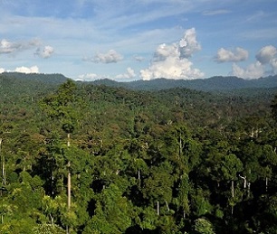 forest in Borneo, Malaysia. Credit - Rhett Butler, www.mongabay.com