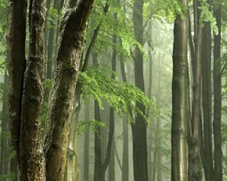 Tropical Forest. Credit -CC0 Public Domain