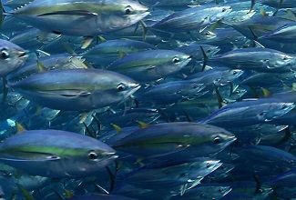 Bigeye tuna and yellowfin. Photo -  Fabien Forget/ISSF