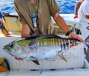 A bigeye tuna with an archival tag inserted into its abdomen is about to be released during SPC’s 2020 tuna tagging cruise. Photo: SPC.