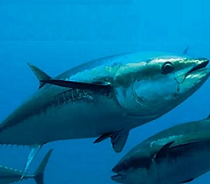 tuna fishery. Credit - the Loop PNG