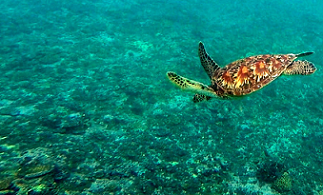 Sea turtle diving over coral. photo credit - SPREP