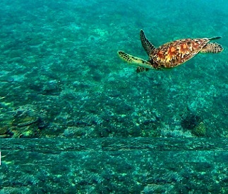 Sea turtle diving on reef. Credit - SPREP