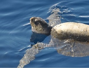 The green sea turtle. Photo: Constanza S. Mora, (CC BY 2.0)
