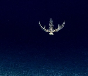 A deep-sea crinoid (Pentometrocrinus sp.) swimming in the water column. Image courtesy of NOAA Office of Ocean Exploration and Research.