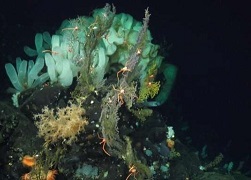 Life in the deep sea (>200m). Credit: Schmidt Ocean Institute