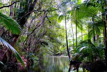 The Wet Tropics Management Authority warns climate change is likely to result in ‘substantial ecological change’ in north Queensland. Photograph: Maria Grazia Casella/Alamy Stock Photo