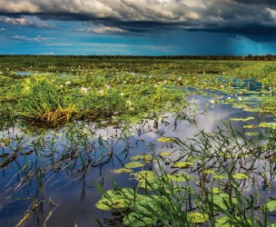 Yellow Water Wetlands, Kakadu National Park. Credit - Michael Douglas