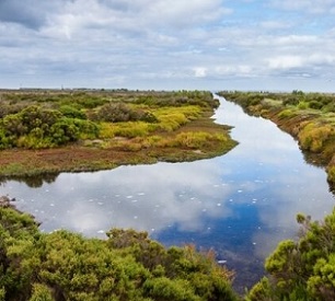 Areas of wetlands around the globe are under threat due to sea level rises caused by climate change. Credit: Shutterstock