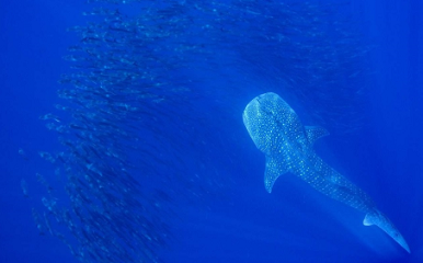 whale shark in the ocean depths