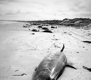 whale and dolphin strandings, Chatham Islands, New Zealand. Credit - Sam Wild
