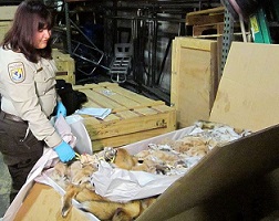An inspection of a legal shipment of wildlife pelts. Credit:: Catherine J. Hibbard/USFWS