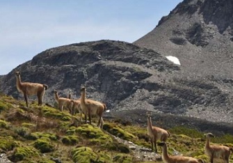 1 / 1Guanacos in Chilean Patagonia. One of the last remaining wilderness areas left in the region. Credit: Francisca Hidalgo